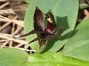 J17_3722 Common Bird Orchid